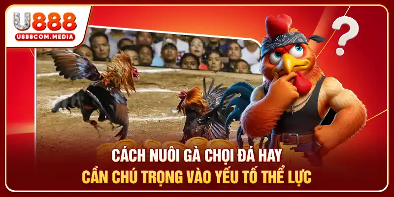 Cách Nuôi Gà Chọi Đá Hay: Bí Quyết Tạo Chiến Kê Bất Bại - PLAYLUMA88