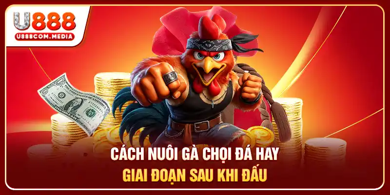 Cách Nuôi Gà Chọi Đá Hay: Bí Quyết Tạo Chiến Kê Bất Bại - PLAYLUMA88