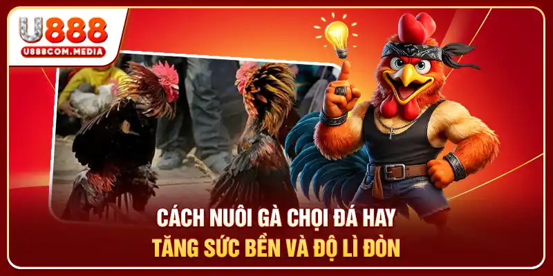 Cách Nuôi Gà Chọi Đá Hay: Bí Quyết Tạo Chiến Kê Bất Bại - PLAYLUMA88