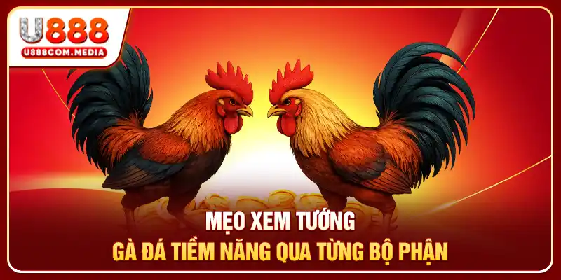 Mẹo Xem Tướng Gà Đá - Bí Quyết Chọn Chiến Kê Cực Bén - PLAYLUMA88