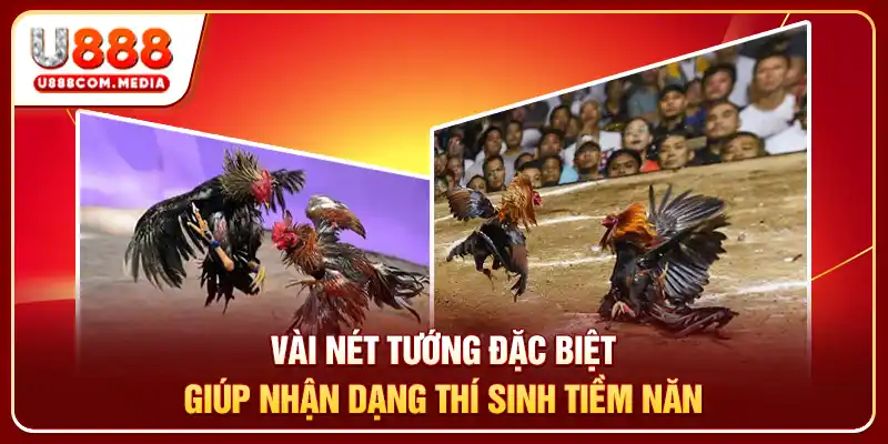 Mẹo Xem Tướng Gà Đá - Bí Quyết Chọn Chiến Kê Cực Bén - PLAYLUMA88